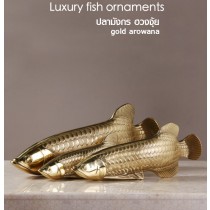 ปลามังกร ฮวงจุ้ย gold arowana 